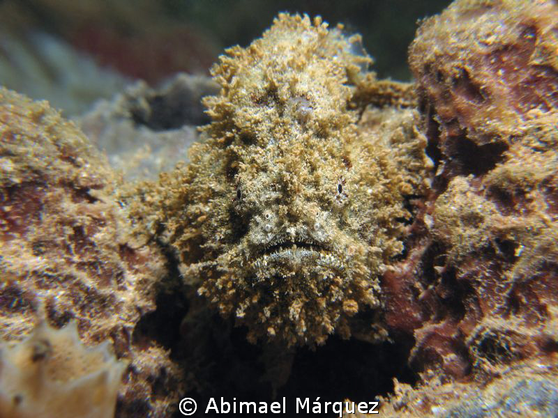 Face to face with a small frogfish. by Abimael Márquez 