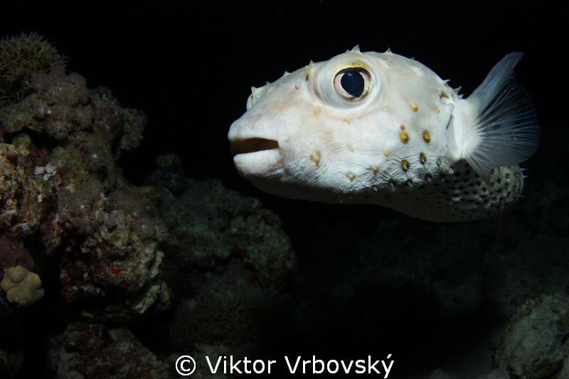 Yellowspotted burrfish by Viktor Vrbovský 