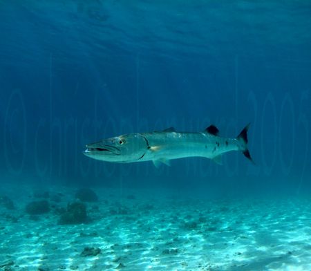 Barracuda off a private MOTU by Moorea, French Polynesia.... by Christopher Ward 