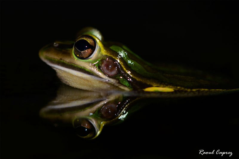 Frog's reflection by Raoul Caprez 