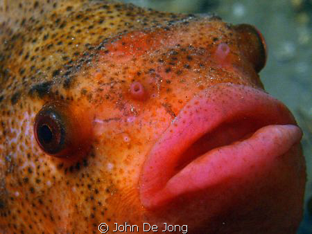 One of last winter. A Cyclopterus lumpus in close up. by John De Jong 