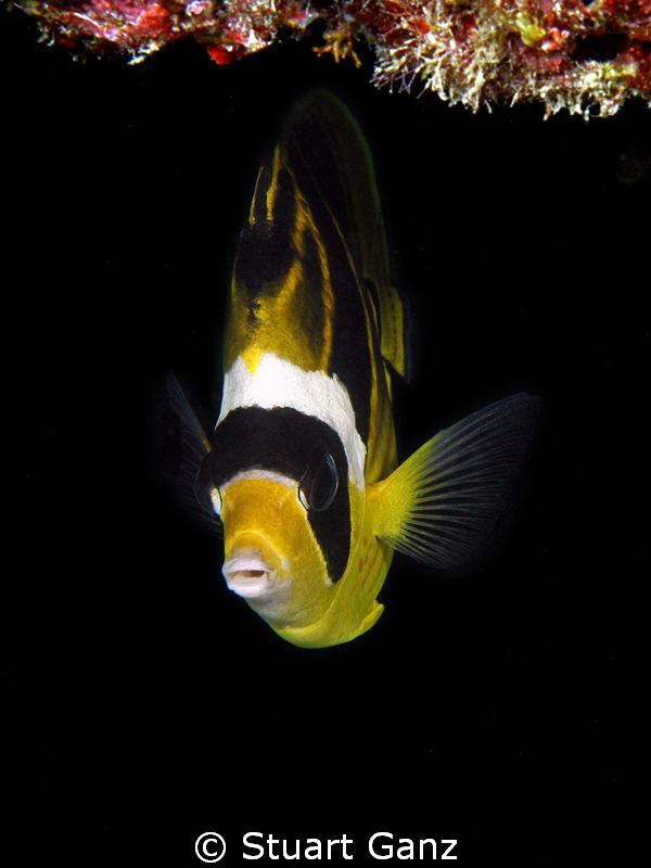 Reccoon Butterfly Fish by Stuart Ganz 