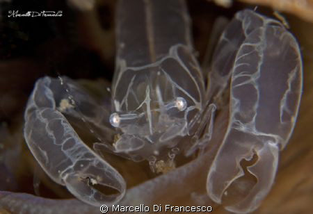 Pontonia Pinnophylax inside Pinna Nobilis
Shoted with ca... by Marcello Di Francesco 