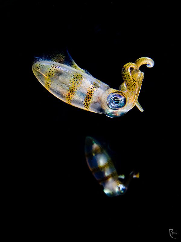 2 juvenile squids

 Canon 40D with Sigma 10-20mm & +4 d... by Rico Besserdich 