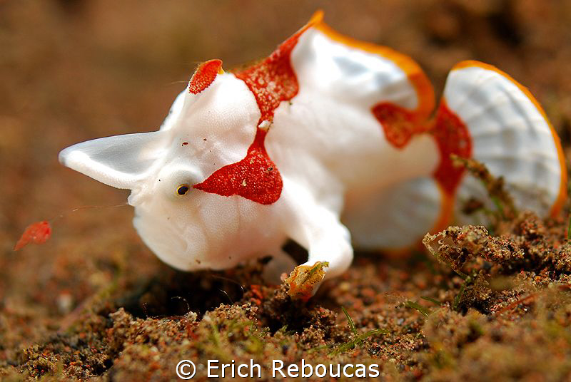 "El Toro"  Baby clown frogfish baiting for prey by Erich Reboucas 
