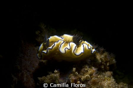 Snooted Nudibranch. by Camilla Floros 