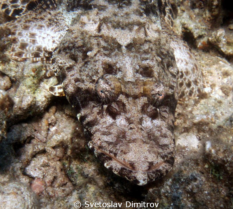 Smile of a crocodile fish;-) Who knows what is behind the... by Svetoslav Dimitrov 
