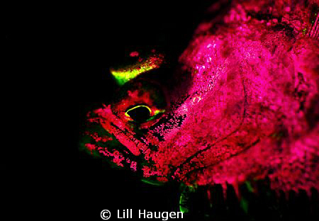 Pink fluorescent flounder, photographed with Glowdive yel... by Lill Haugen 