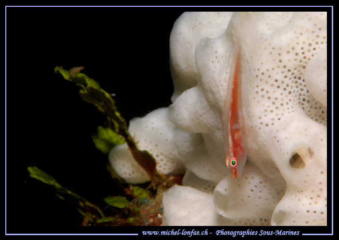 Little Goby on white sponge in the water's of Lembeh Stra... by Michel Lonfat 
