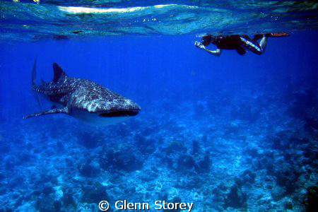 whale shark
 by Glenn Storey 