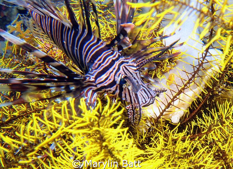 Lion fish perched in this bright yellow crinoid made a ni... by Marylin Batt 