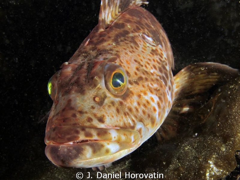 This photogenic ling cod became my dive buddy and followe... by J. Daniel Horovatin 