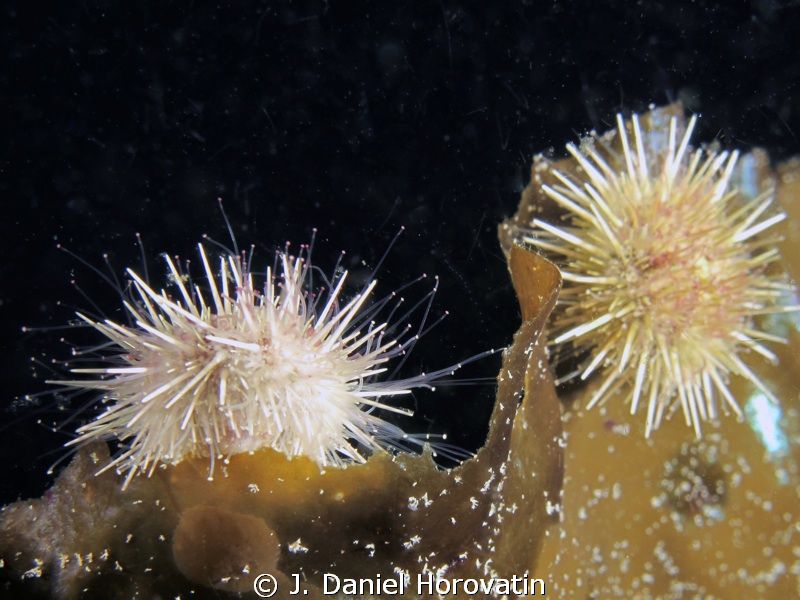 Small (juvenile) white sea urchins, I think?? by J. Daniel Horovatin 