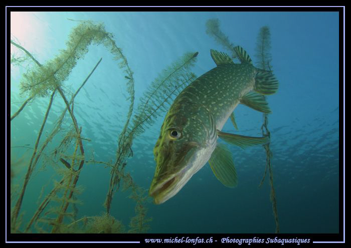 My good friend Mister Pike... ;O)... by Michel Lonfat 