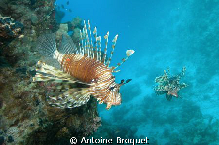 2 Lion fish, one wiew on the side and one view in the front by Antoine Broquet 