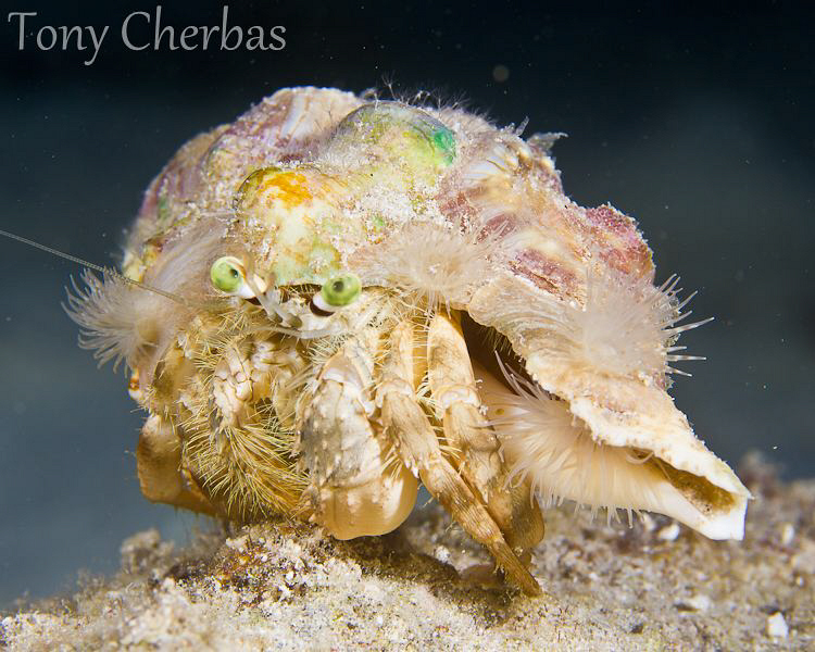 Hermit The Crab by Tony Cherbas 