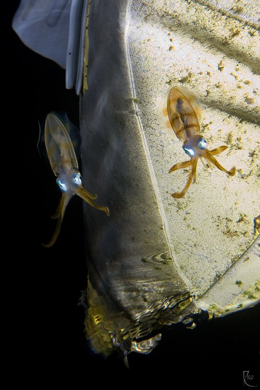 2 juvenile squids below a RIB ( Zodiac boat ). Nightdive ... by Rico Besserdich 