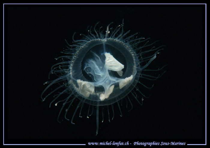Our Freshwater Jelly... :O).. by Michel Lonfat 