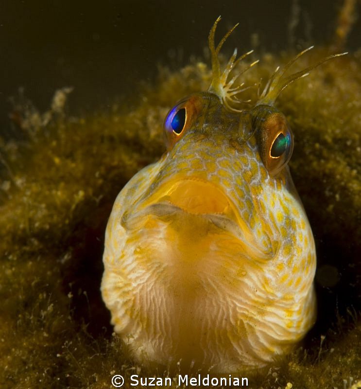 Seaweed Blenny by Suzan Meldonian 