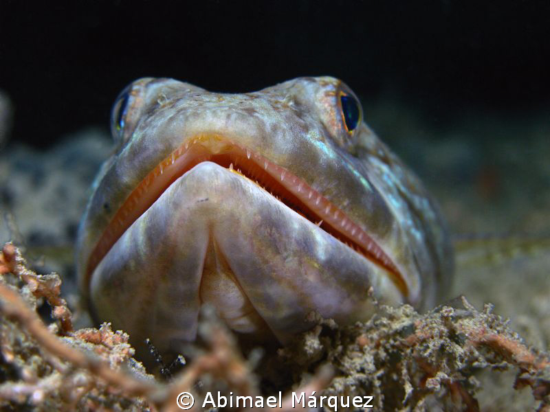 Close encounter face to face with a Sandiver, no cropping... by Abimael Márquez 