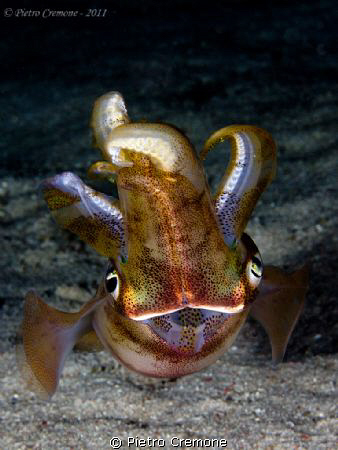 Night squid by Pietro Cremone 