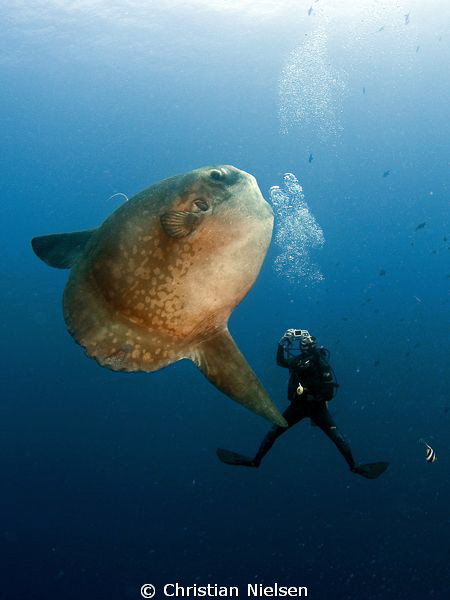Mola mola and happy diver in Crystal Bay. Olympus E330, 8... by Christian Nielsen 