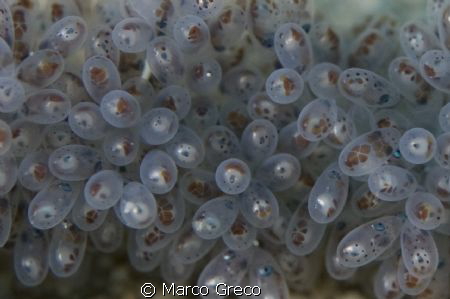 octopus eggs by Marco Greco 