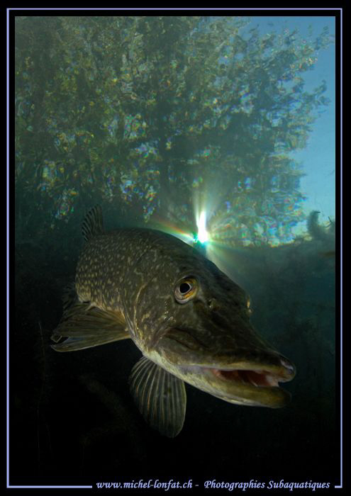 Face to face with this beautiful adult Pike Fish... :O)... by Michel Lonfat 