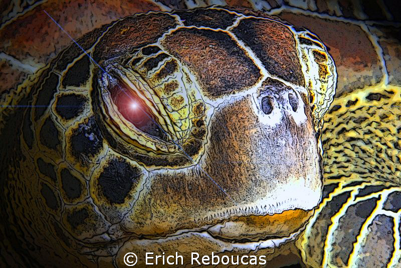 Turtle Portrait - Cartoon Version by Erich Reboucas 