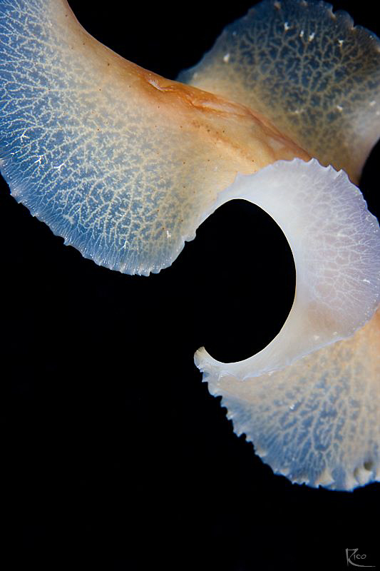 Abstract view of a free-swimming flatworm. by Rico Besserdich 