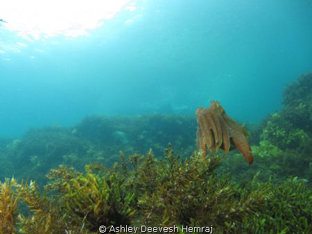 cuttle fish says hello by Ashley Deevesh Hemraj 