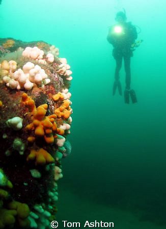 Diver at St Abbs by Tom Ashton 