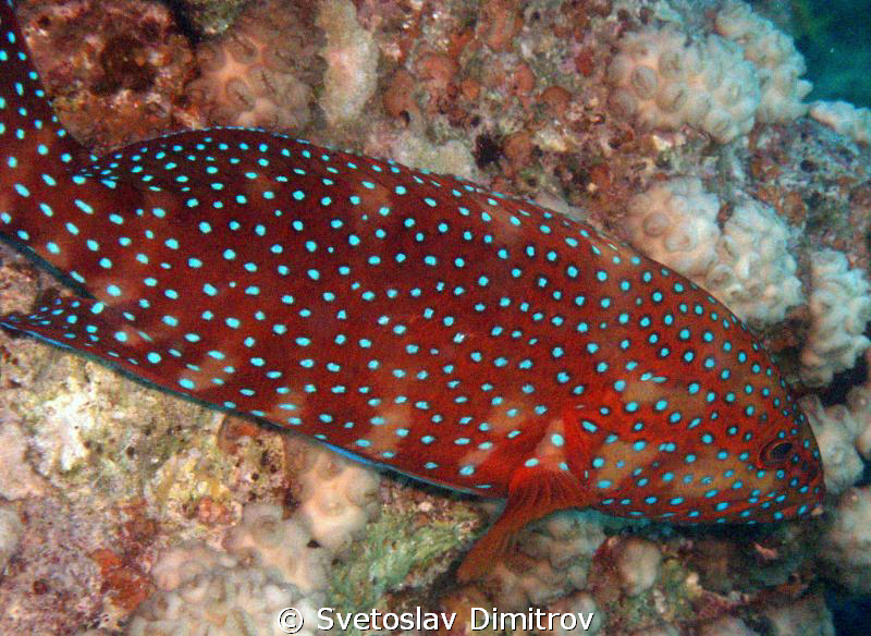 Red Grouper - Red sea by Svetoslav Dimitrov 