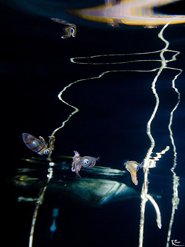 "Squid Reflections" A few juvenile squids ( the middle on... by Rico Besserdich 