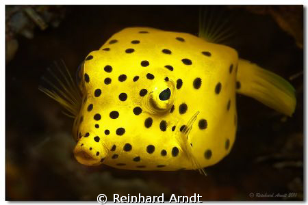 Baby Boxfish (5 cm) by Reinhard Arndt 