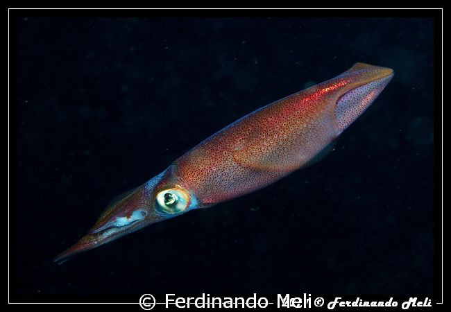 A squid in the night. by Ferdinando Meli 