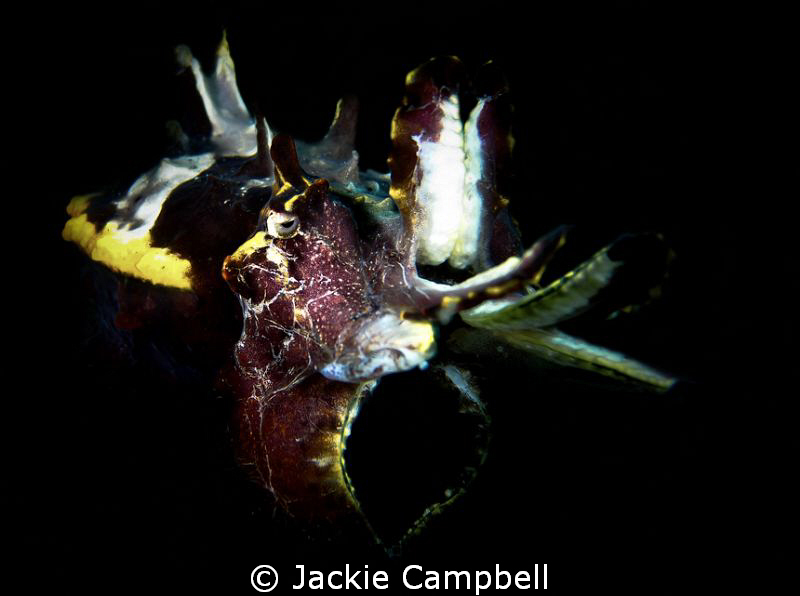 Flamboyant Cuttlefish in Lembeh.
Canon S90 with dual Ino... by Jackie Campbell 