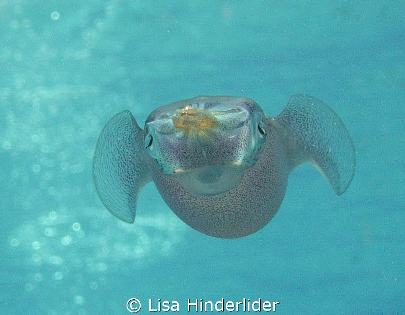 Reef Squid in mid-flight. Looks like blown Glass by Lisa Hinderlider 