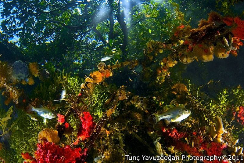 Over? Under ? @ Kakaban JellyFish Lake. by Tunc Yavuzdogan 