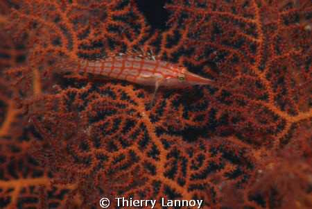 Longnose hawkfish (Oxycirrhites typus) in Cabo Pulmo Mari... by Thierry Lannoy 