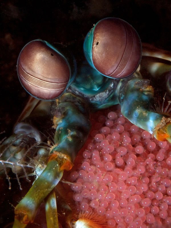 Mantis shrimp w/- eggs, Tulamben. by Doug Anderson 