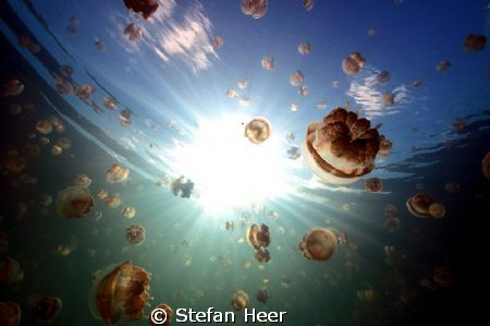 Nikon D90 with UK-Germany Housing 
Jellyfish in the sunl... by Stefan Heer 