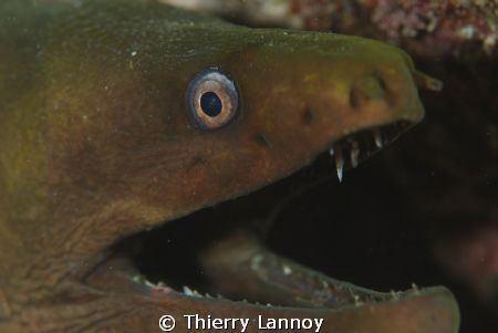 Pacific Moray Eel in the Cabo Pulmo Marine Park in Baja C... by Thierry Lannoy 