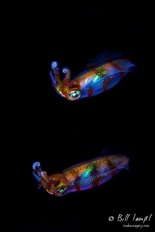 A pair of Squid swim during a night muck dive in the Phil... by Bill Lamp'l 