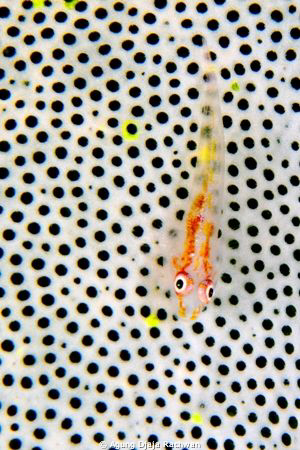 Goby with Polka Dot Background :) .. Just my luck .. by Agung Djaja Rachwan 