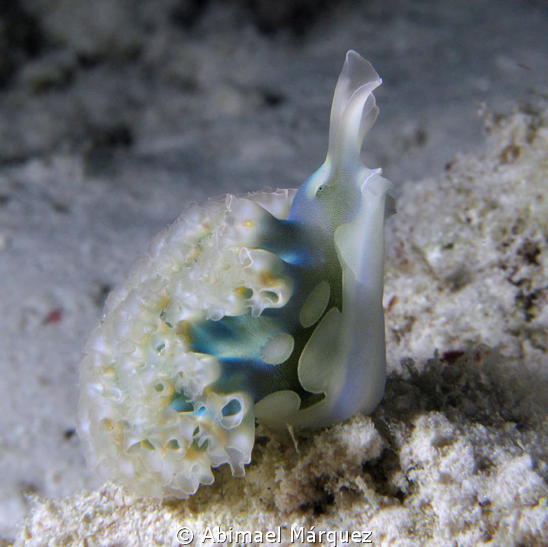 Lettuce Sea Slug, night dive, Bonaire. by Abimael Márquez 