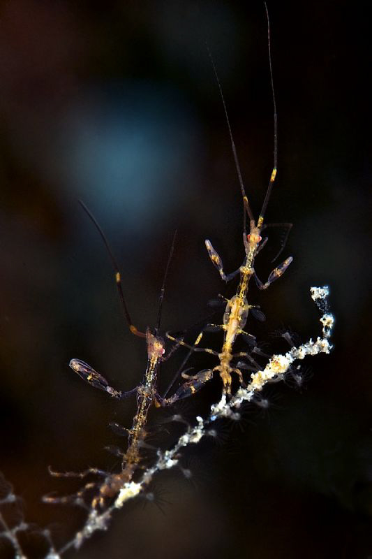 Hands Up !!!! 
( Very small Skeleton shrimp's by exercise ) by Lucie Drlikova 