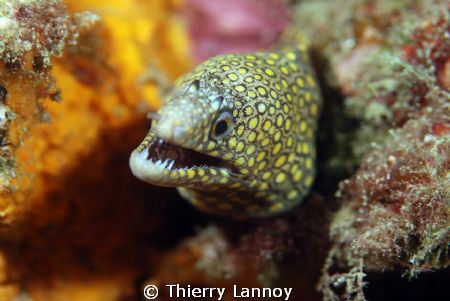 Jewel Moray Eel (Muraena Lentiginosa) by Thierry Lannoy 