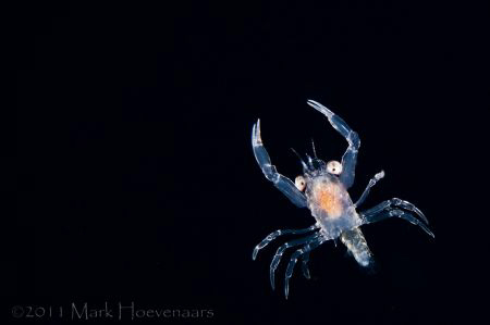 Larval Crab - Blackwater Dive off Kona, Hawai'i by Mark Hoevenaars 