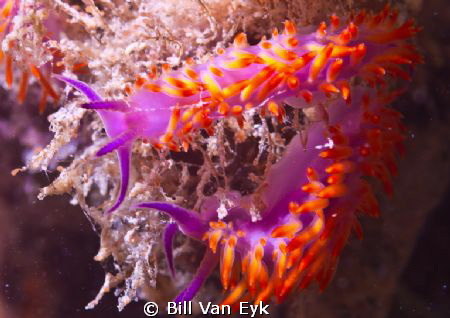 blairgowrie, flabellina, nudibranch by Bill Van Eyk 